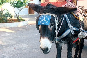 mercedes-brand-donkey
